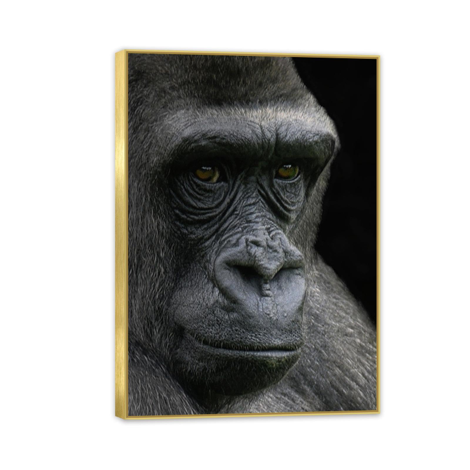 Amazon.com: NHYGJSTX Gorilla Canvas Wall Art,Funny Gorilla Poster